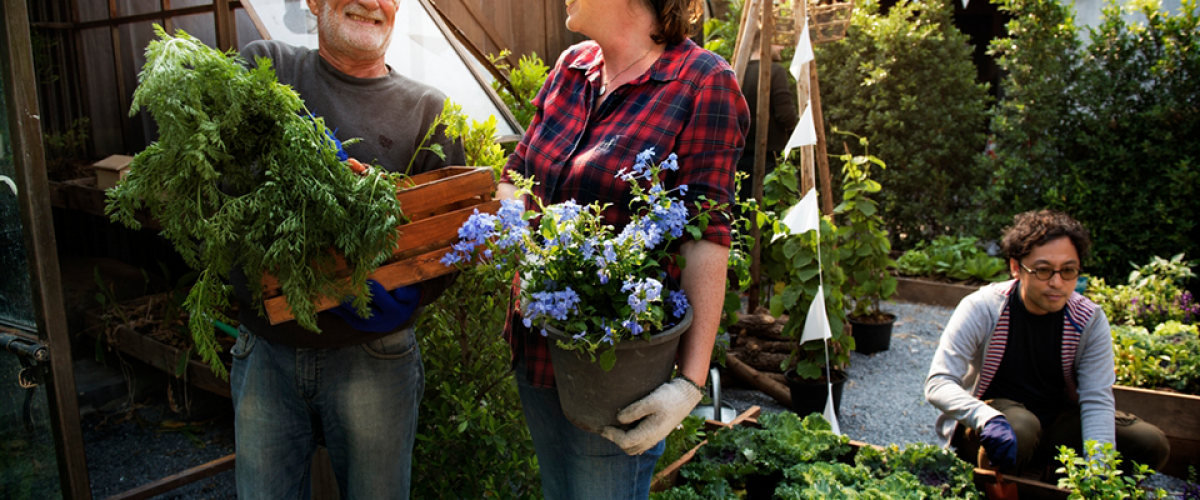 Three people working in a community garden. Two are holding large potted plants.